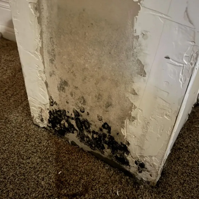 Professional Mold Removal in Swansea, MA